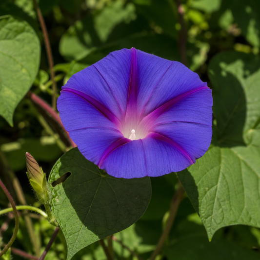 Morning Glory Flower Essence Drop