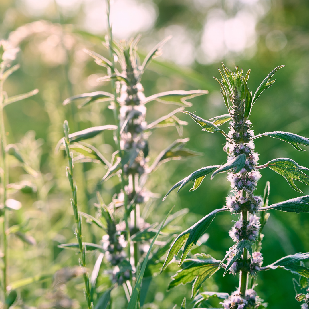 Leonurus cardiaca- Motherwort Glycerite