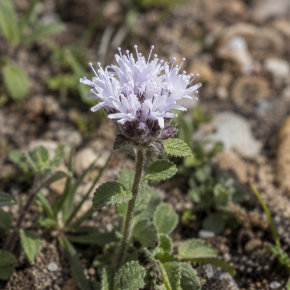 Mountain Pennyroyal Flower Essence Drop