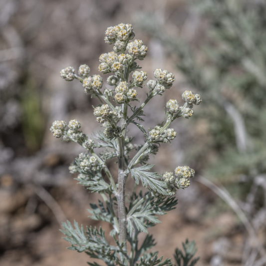 Mugwort Flower Essence Drop