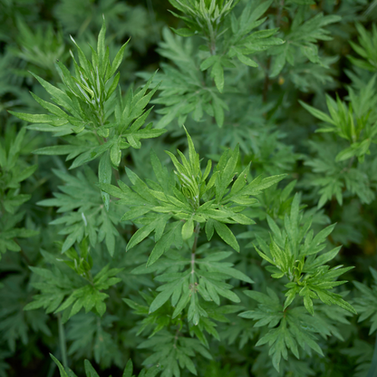 Mugwort Essential Oil