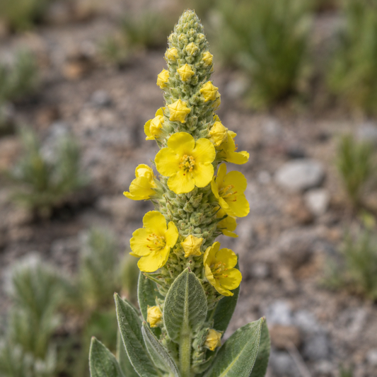 Mullein Flower Essence Drop