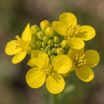 Mustard Flower Essence Drop