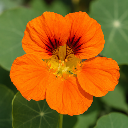 Nasturtium Flower Essence Drop