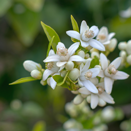 Neroli 10% Essential Oil