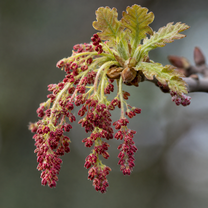 Oak Flower Essence Drop