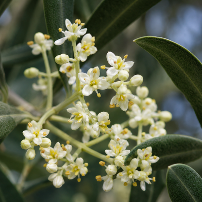 Olive Flower Essence Drop