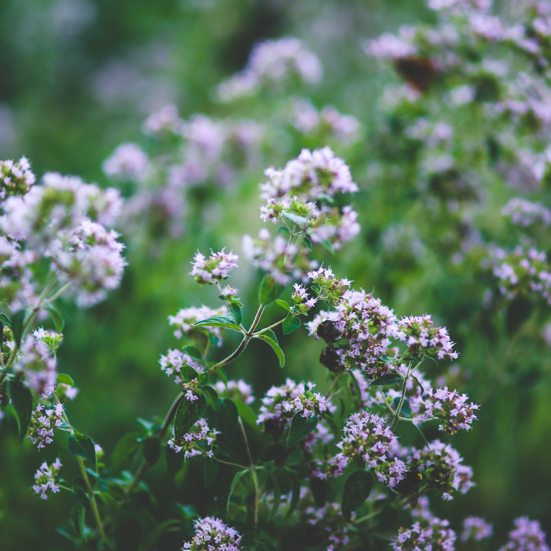 Oregano Essential Oil