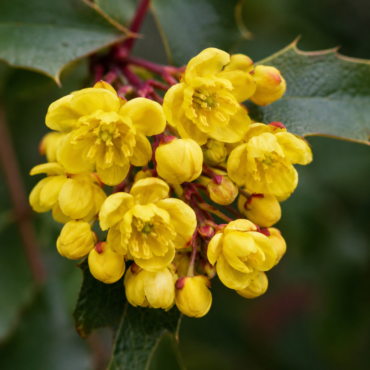 Oregon Grape Flower Essence Drop