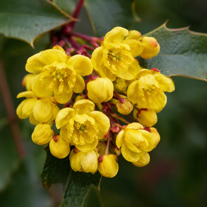 Oregon Grape Flower Essence Drop