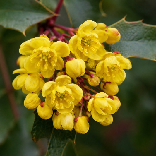 Oregon Grape Flower Essence Drop