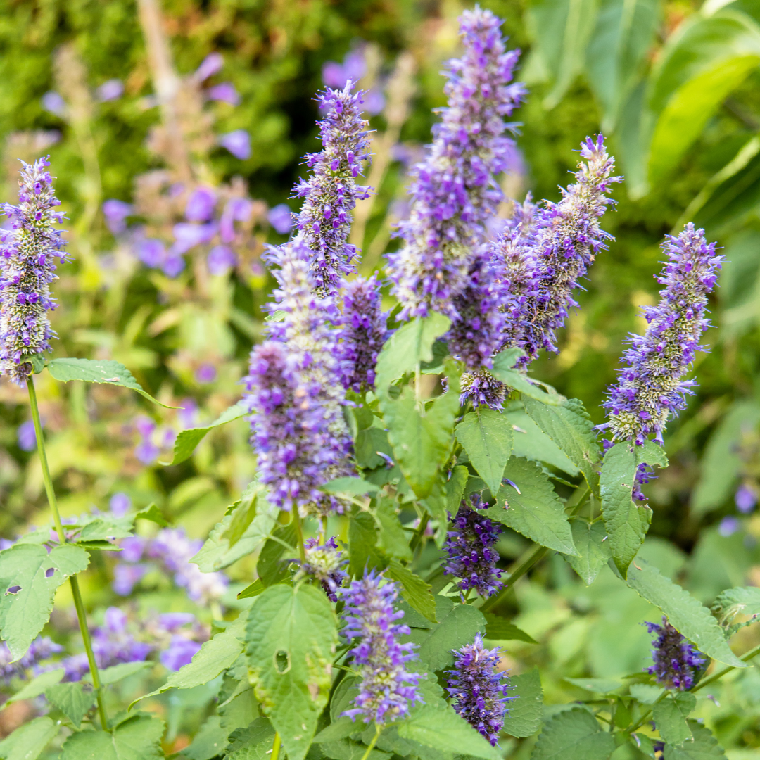 Patchouli Essential Oil