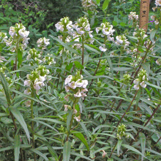 Pedicularis racemosa- Parrots Beak Tincture