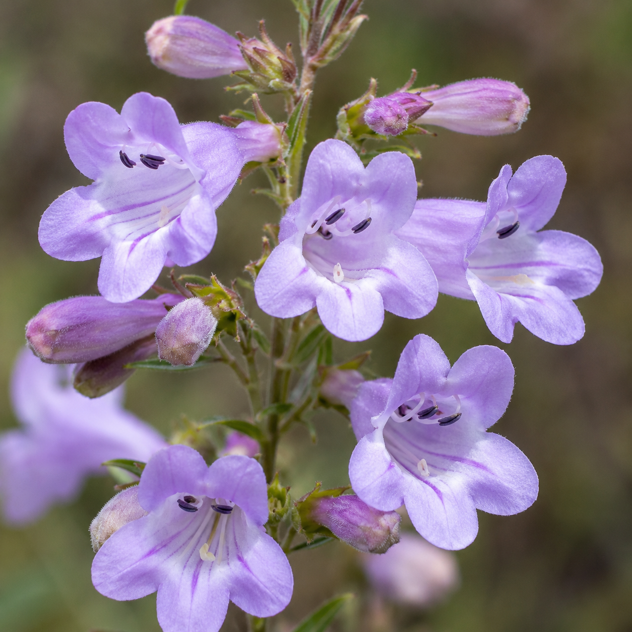 Penstemon Flower Essence Drop