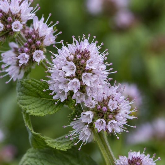 Peppermint Flower Essence Drop
