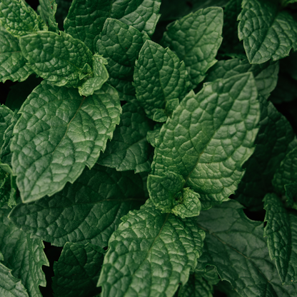 Peppermint Leaf Essential Oil