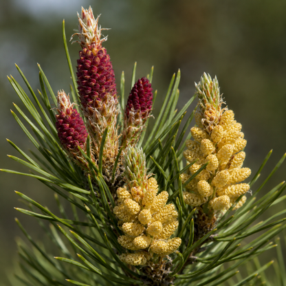 Pine Flower Essence Drop