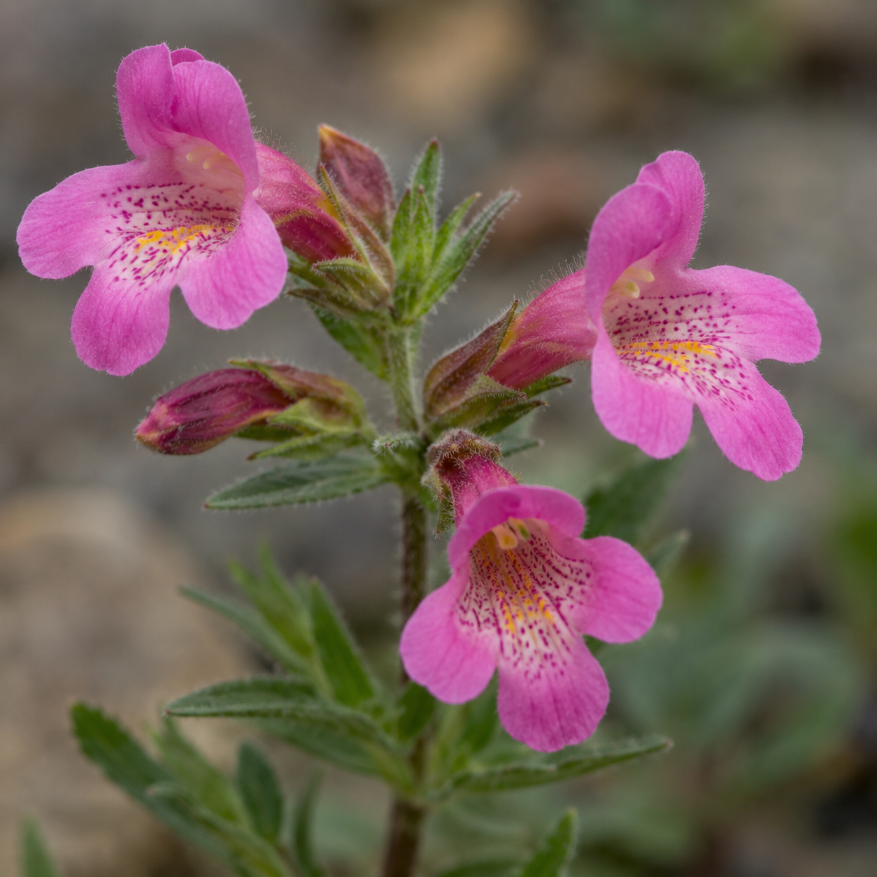 Pink Monkeyflower Flower Essence Drop