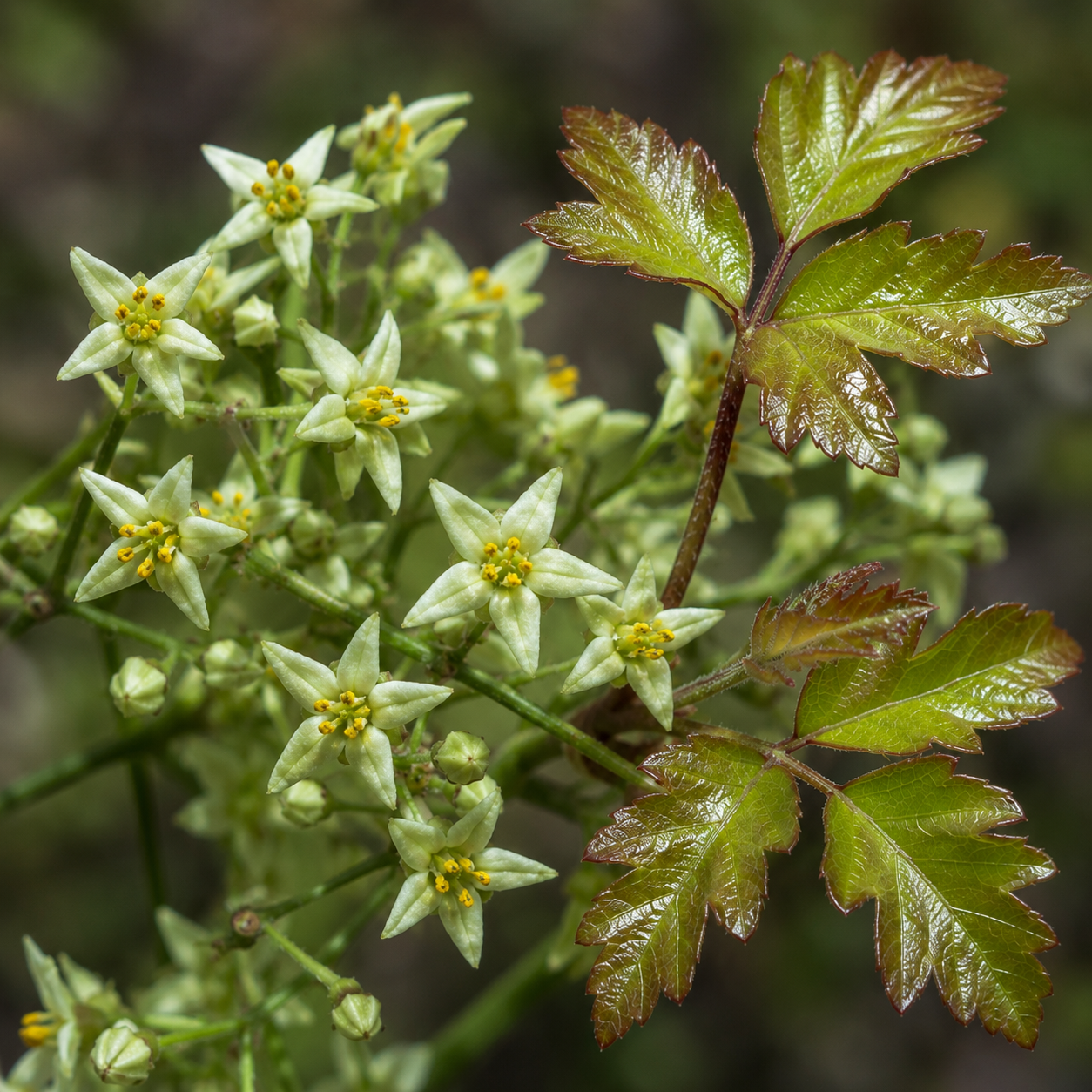 Poison Oak Flower Essence Drop