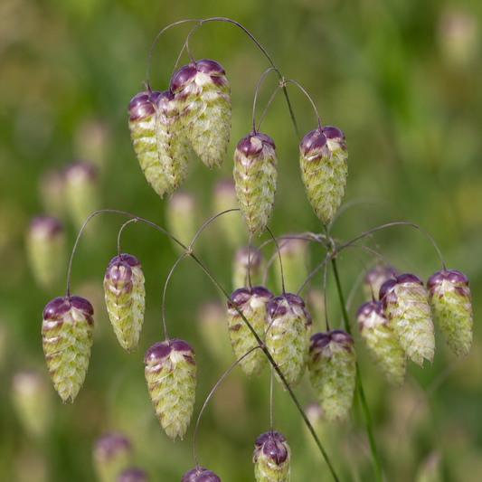 Quaking Grass Flower Essence Drop