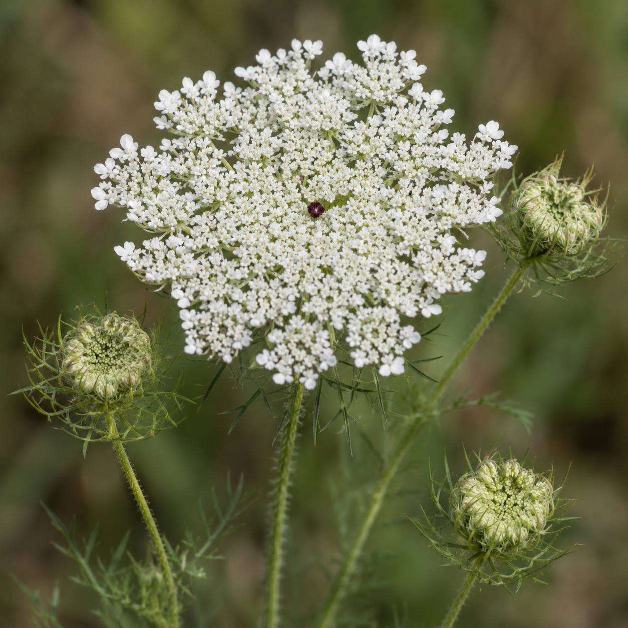 Queen Anne's Lace Flower Essence Drop