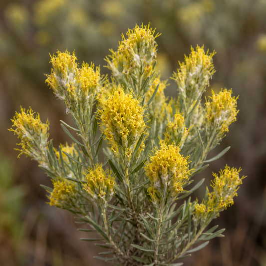 Rabbitbrush Flower Essence Drop