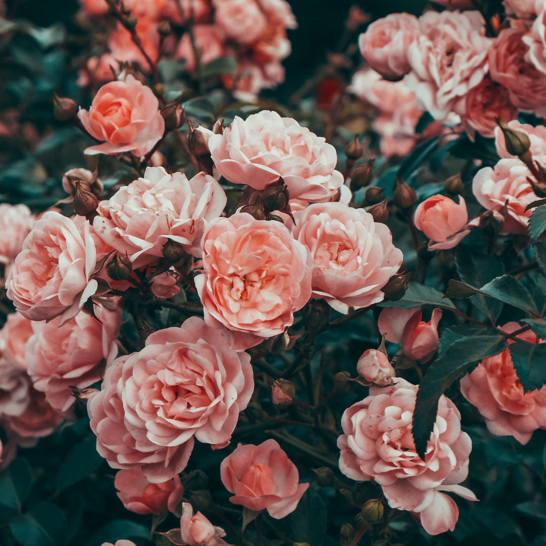 Rose officinalis- Rose Tincture