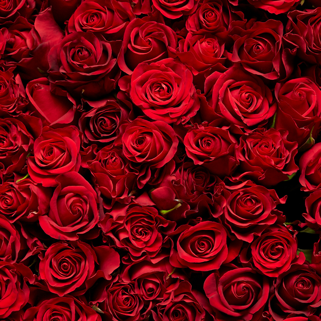 Rose Absolute 10% Essential Oil