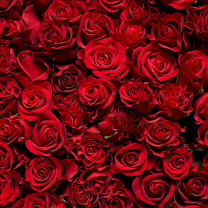 Rose Absolute 10% Essential Oil