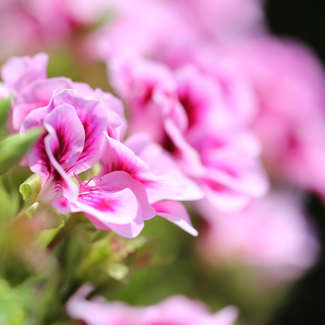 Rose Geranium Essential Oil