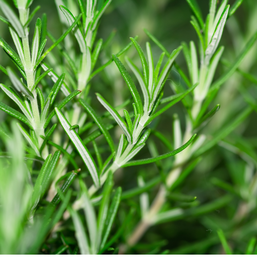Rosemary Essential Oil