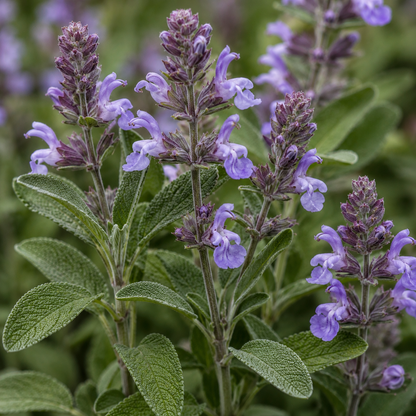 Sage Flower Essence Drop