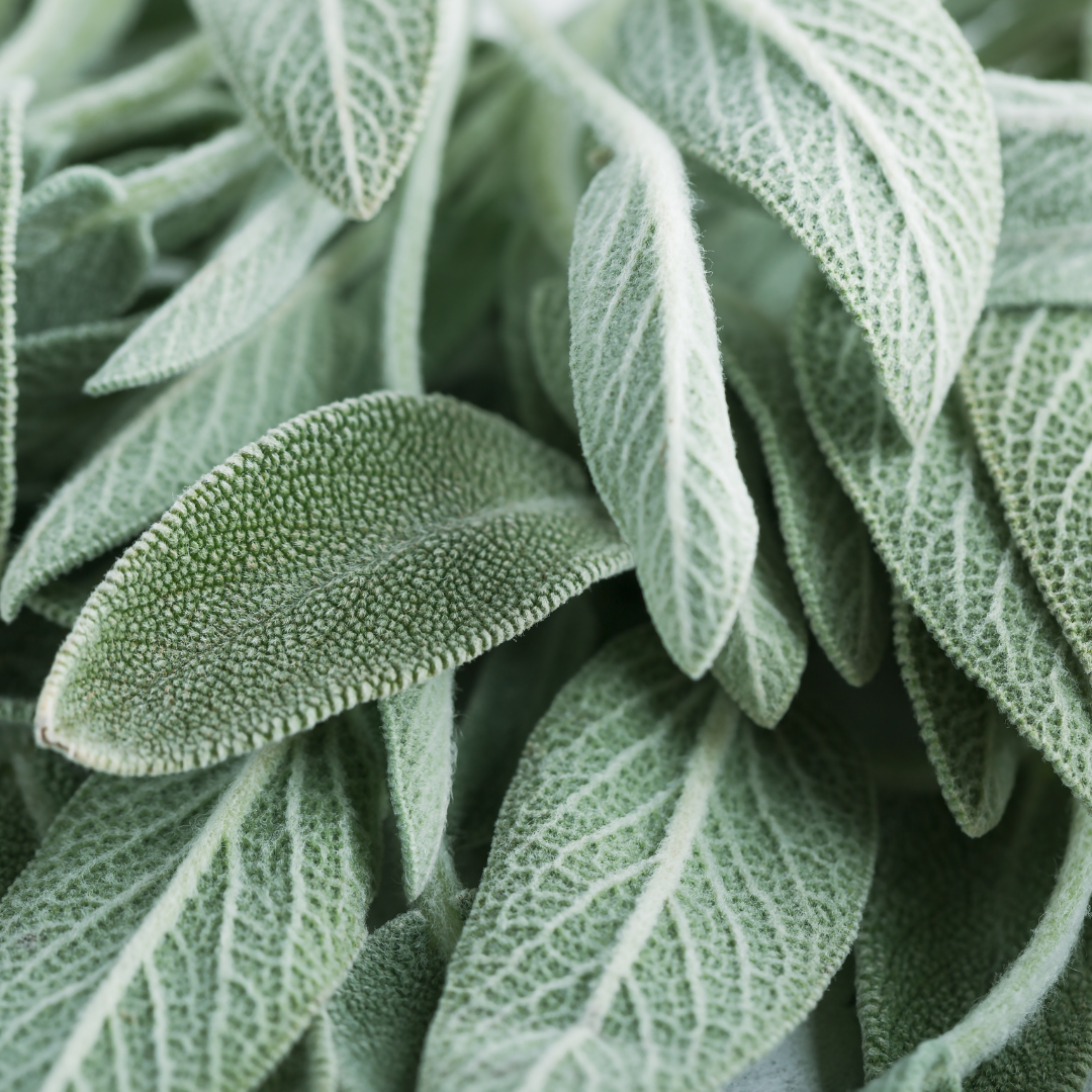 Sage Essential Oil