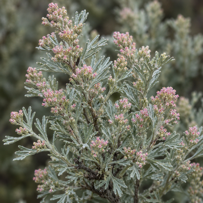 Sagebrush Flower Essence Drop
