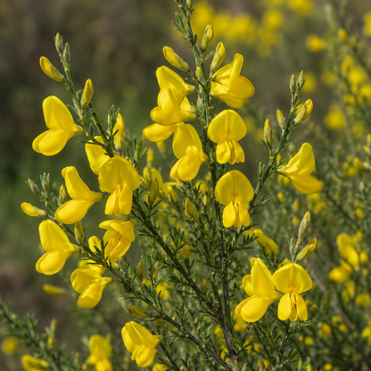 Scotch Broom Flower Essence Drop