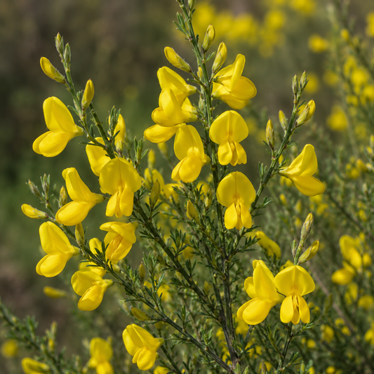 Scotch Broom Flower Essence Drop