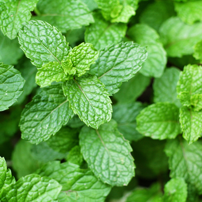Spearmint Essential Oil
