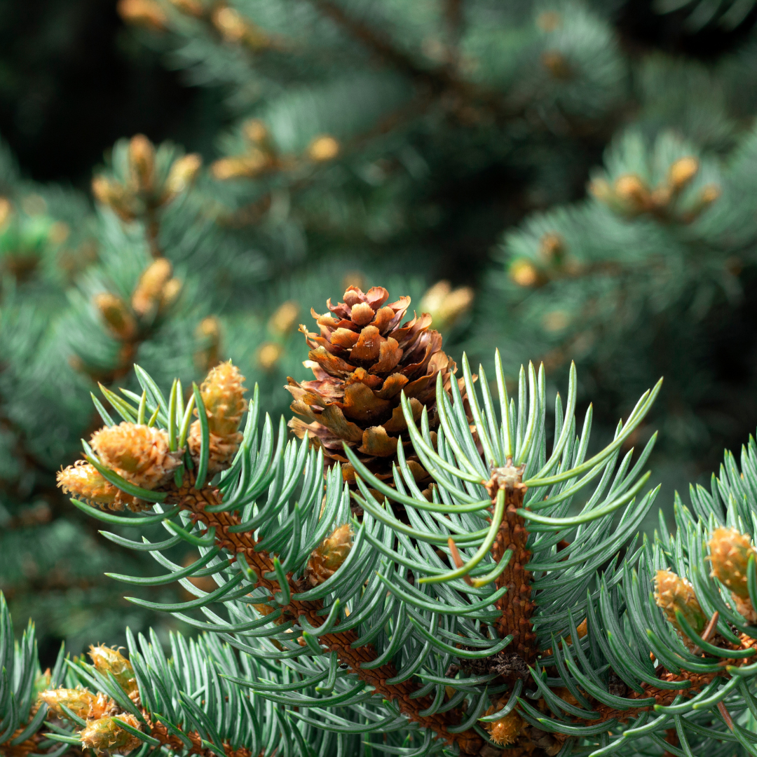 Spruce, Black Essential Oil