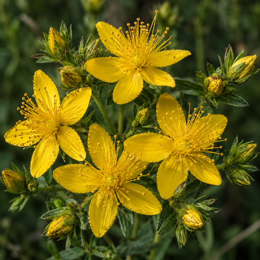 Saint Johns Wort Flower Essence Drop