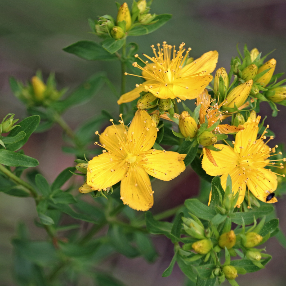 Hypericum perforatum- St. Johns Wort Glycerite
