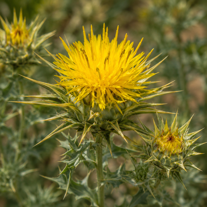 Star Thistle Flower Essence Drop