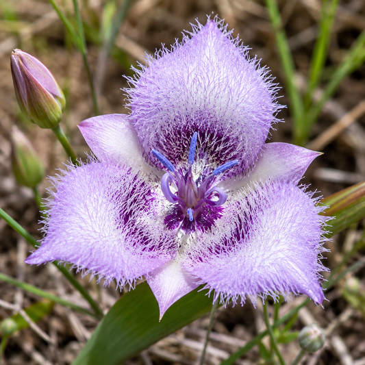 Star Tulip Flower Essence Drop