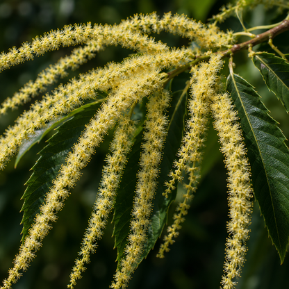 Sweet Chestnut Flower Essence Drop