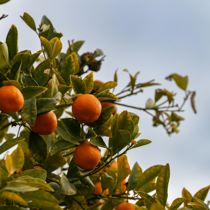 Sweet Orange Essential Oil
