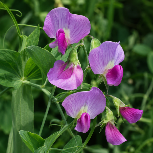 Sweet Pea Flower Essence Drop