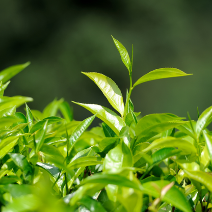 Tea Tree Essential Oil
