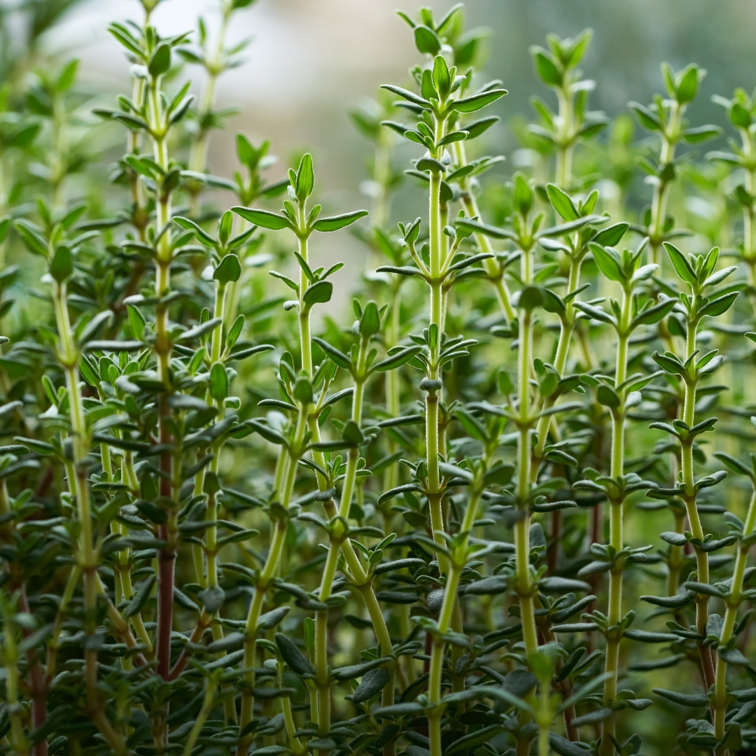 Thyme, White Essential Oil