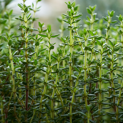Thyme, White Essential Oil