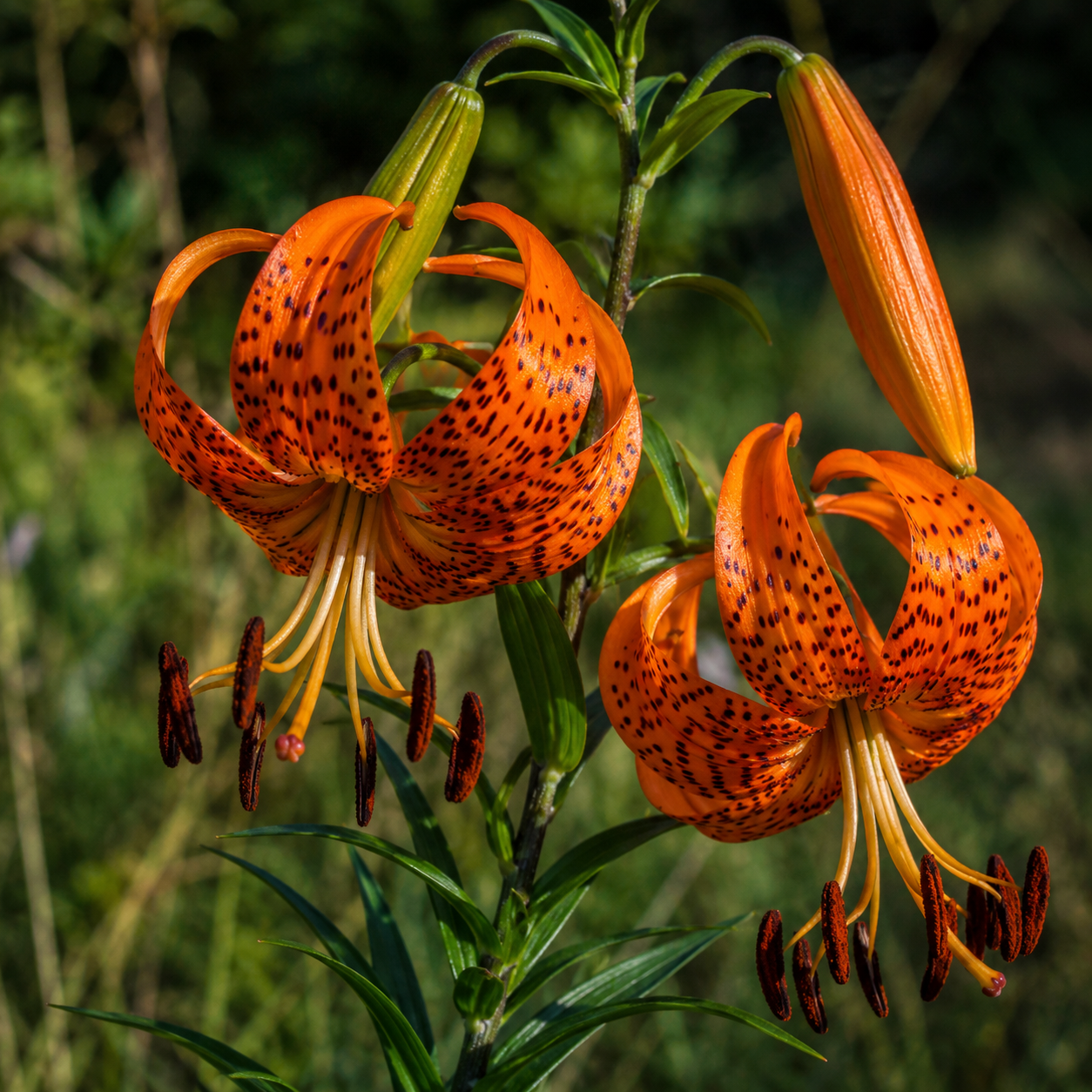 Tiger Lily Flower Essence Drop