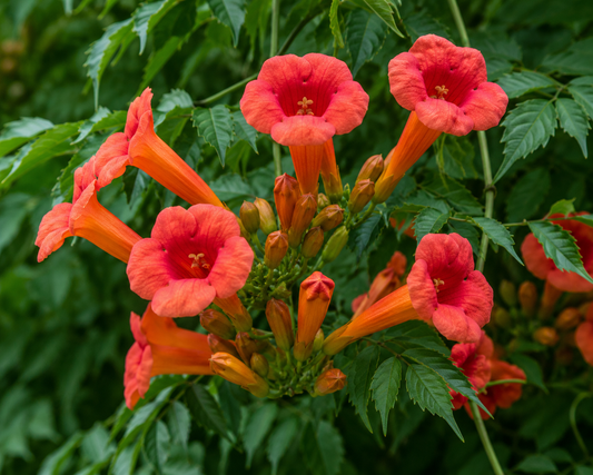Trumpet Vine Flower Essence Drop